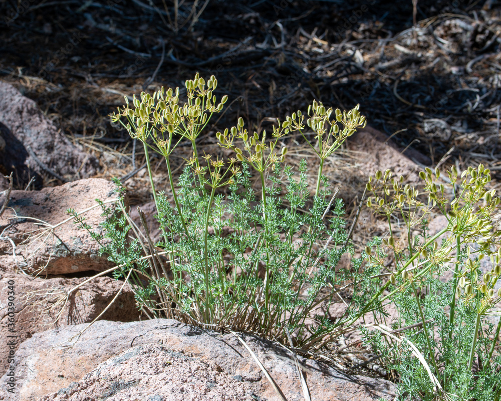 Parry's biscuitroot or Utah desertparsley (Lomatium parryi) is an edible native plant in the carrot family (Apiaceae) Parry's biscuitroot or Utah desertparsley (Lomatium parryi) is an edible native plant in the carrot family (Apiaceae)