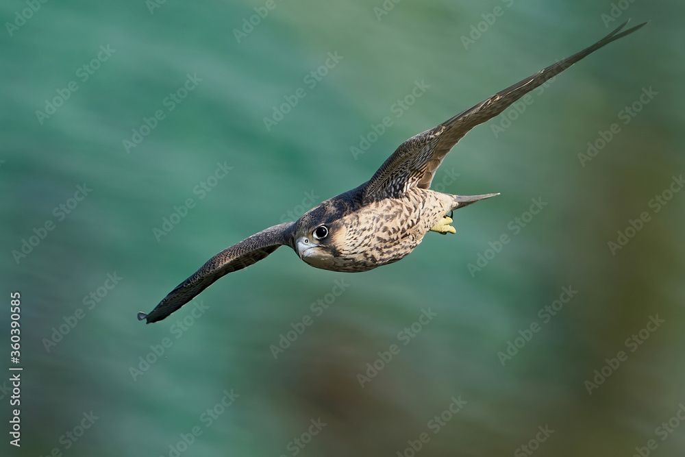 Peregrine falcon (Falco peregrinus) Juvenile Peregrine falcon (Falco peregrinus) Juvenile