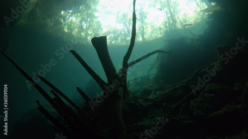 Close-up of a root of a tree in the Cenote Little Brother in Mexico. photo