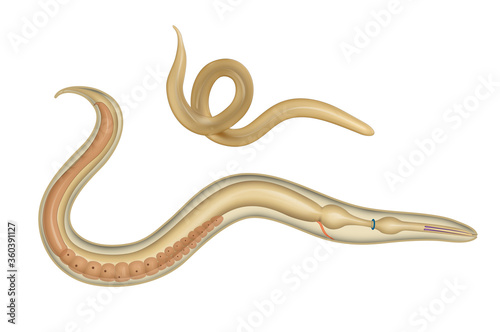 The structure of the roundworm. Ascaris photo