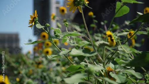 Yellow sunflowers close up in slow motion next to Brooklyn Bridge in New York City