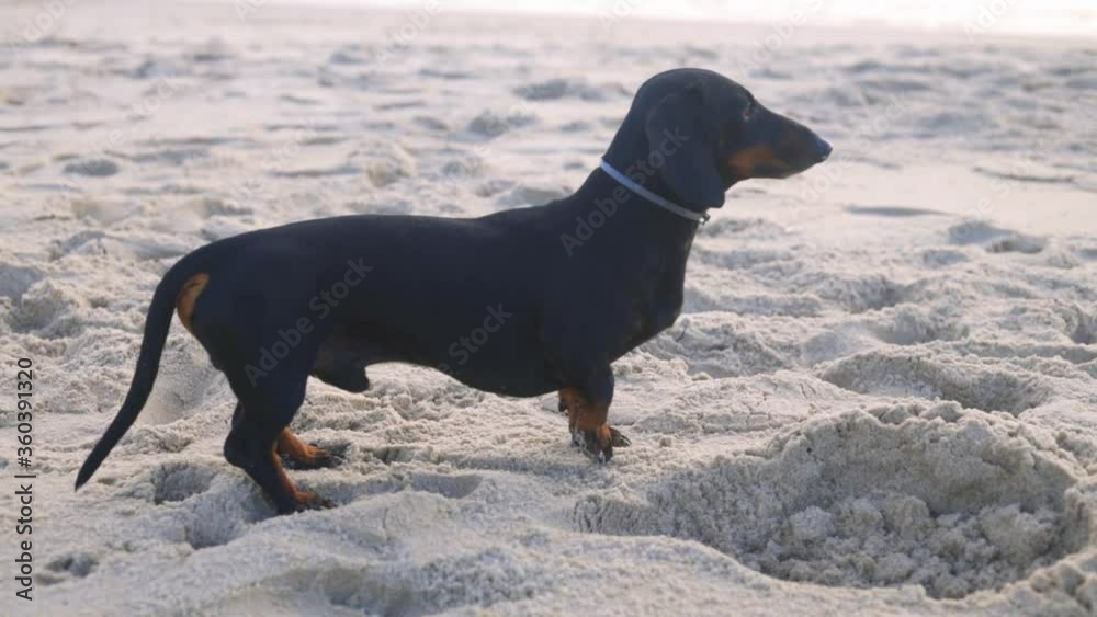 Slow motion of Dachshund dog looking at the sea on the beach. Slow motion of Dachshund dog looking at the sea on the beach.