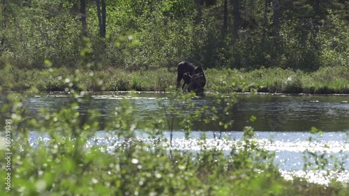 A bull moose drinks from a pond on a spring day in Minnesota near the Gunflint Trail. photo