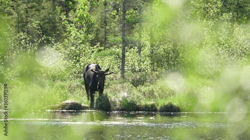 A bull moose pauses to look up as he drinks from a pond on a spring day in Minnesota near the Gunflint Trail. photo