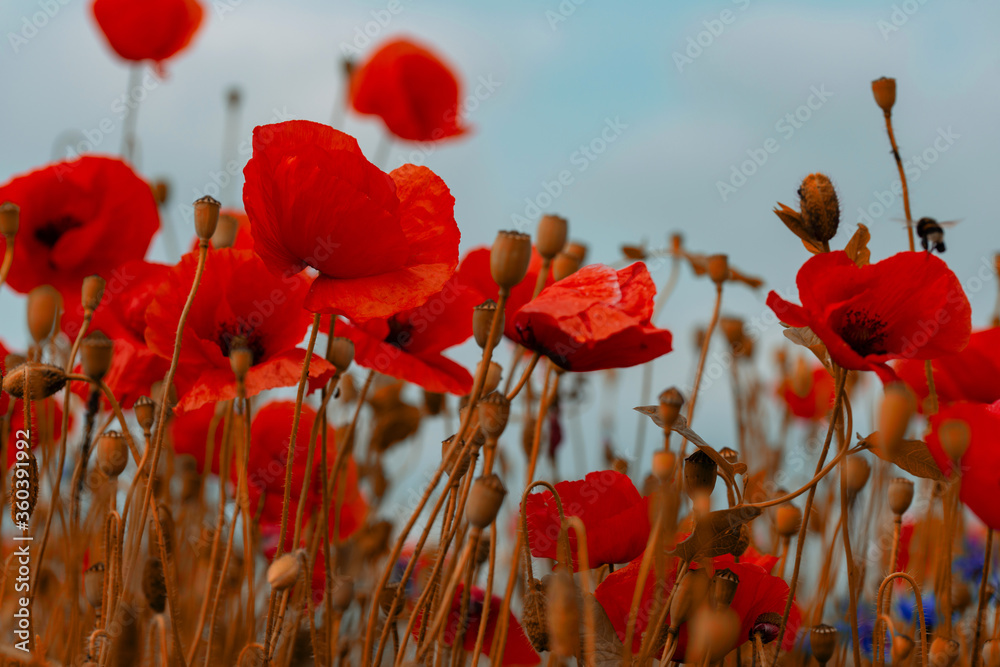 Obraz premium poppies and grass on the green plain