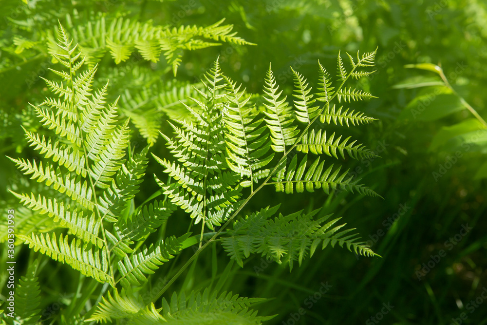 dreamy green fern with shadows dreamy green fern with shadows