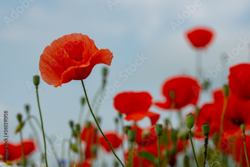 poppies and grass on the green plain