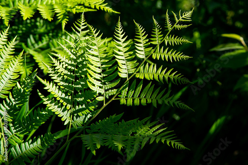 green fern with shadows
