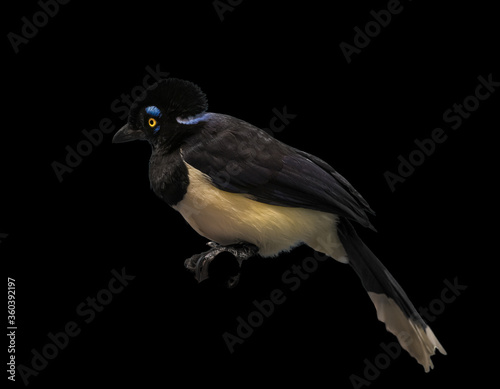 Wall Mural plush-crested jay with black background