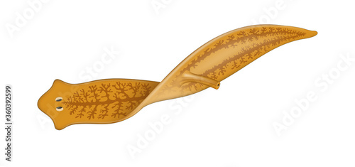Planarian flatworm. Tricladida photo