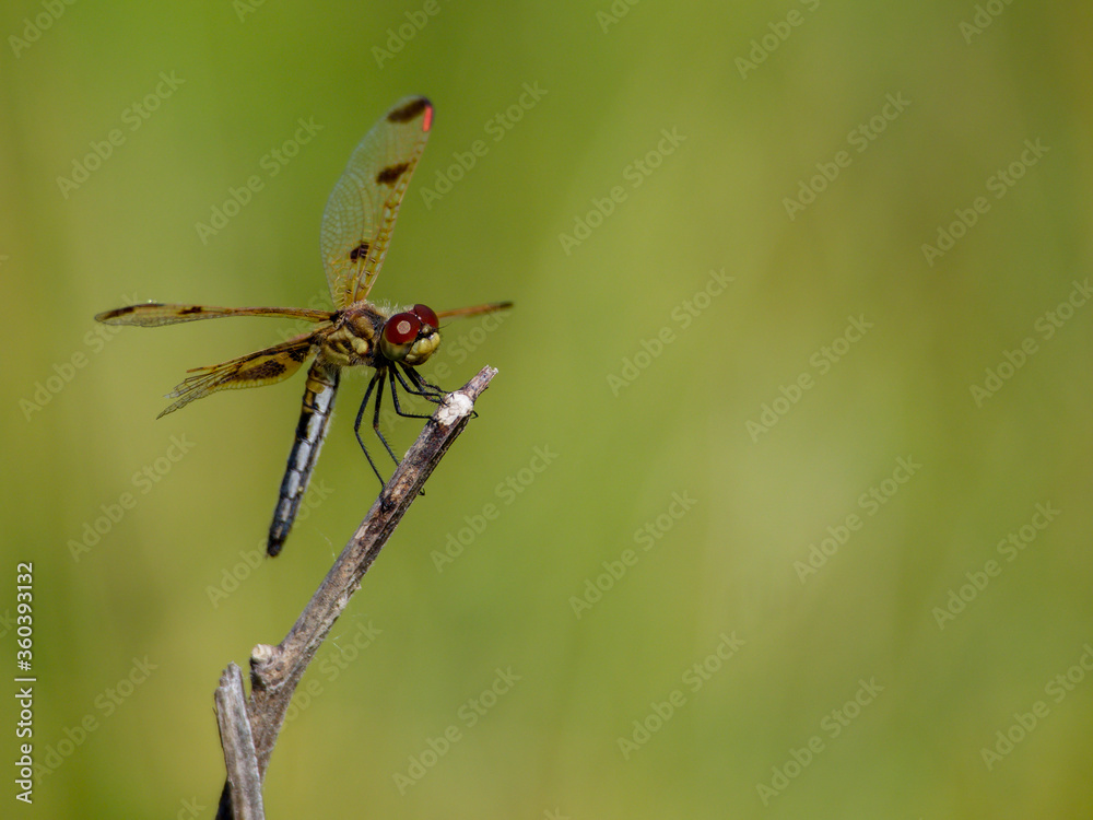 Dragonfly - Calico Pennant perched on a stick Dragonfly - Calico Pennant perched on a stick