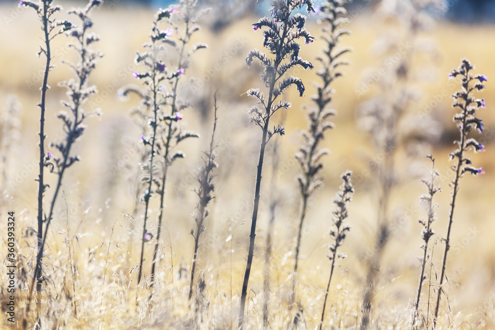 Mountain meadow Mountain meadow