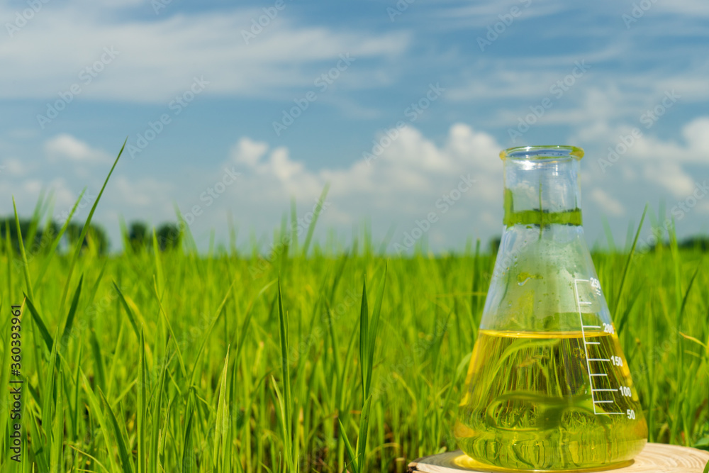 Image of a glass flask with a chemical solution on the background of young rice shoots. Glass bulb. Agrochemical solution. Chemical agent. Fertilizer. Plant protection. Image of a glass flask with a chemical solution on the background of young rice shoots. Glass bulb. Agrochemical solution. Chemical agent. Fertilizer. Plant protection.