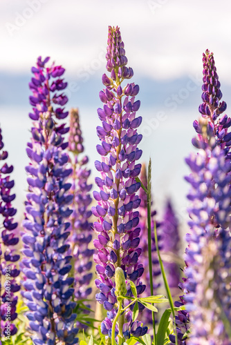 Lake Tekapo Flowers