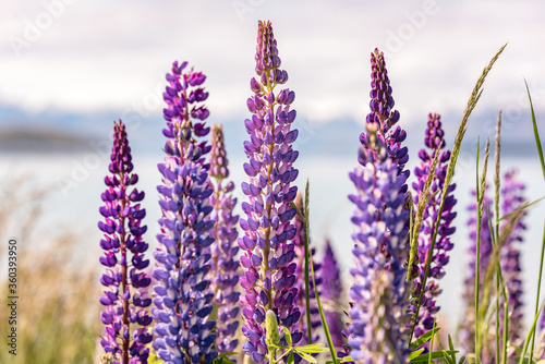 Lake Tekapo Flowers