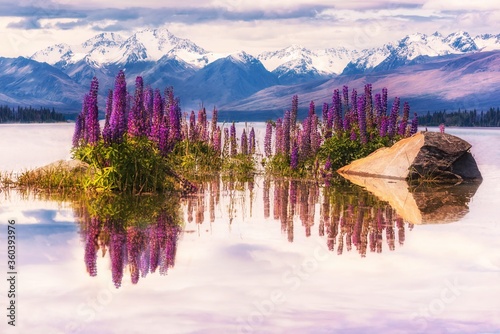 Tekapo beauty