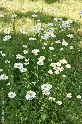 Field of white wildflower daisy Leucanthemum vulgare on a lawn