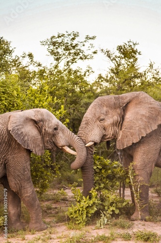 Elephants in the wildlife 