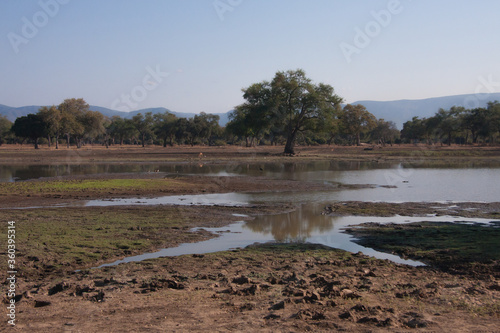 Landscape view of the Long Pool with wildlife and blue sky in Mana Pools National Park, Zimbabwe