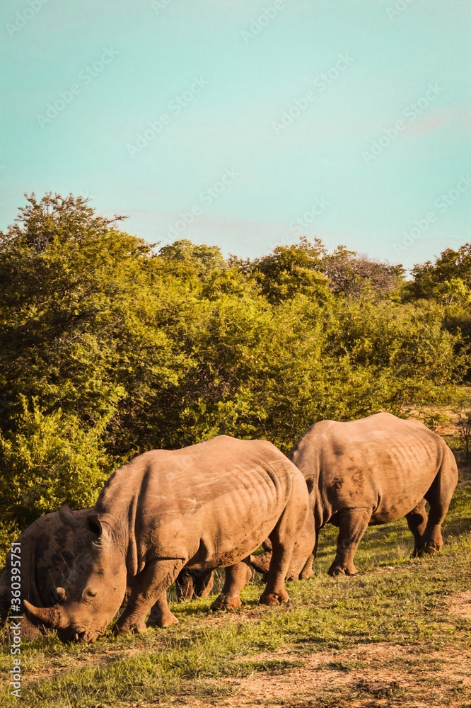 Obraz premium Rhinos in the wildlife
