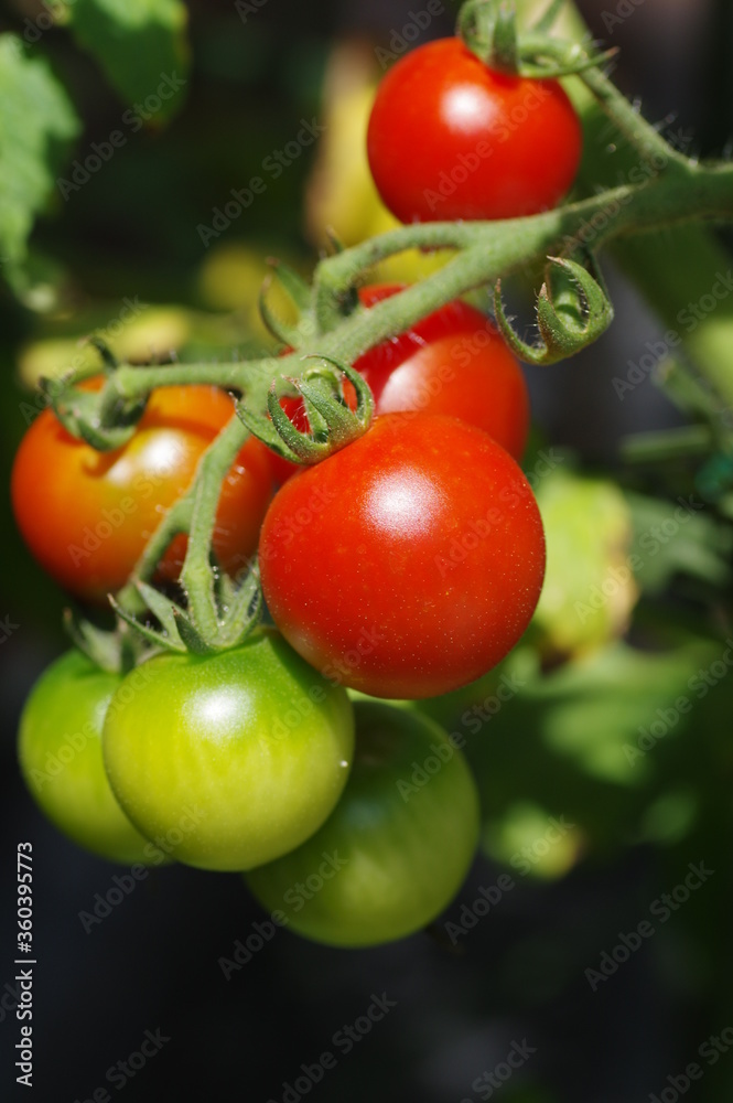 ミニトマトの栽培　家庭菜園