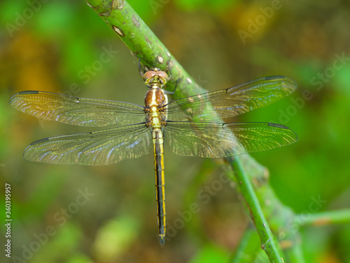 Female Slaty Skimmer Dragonfly Clinging to a tree