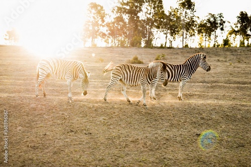 Zebras in the wildlife