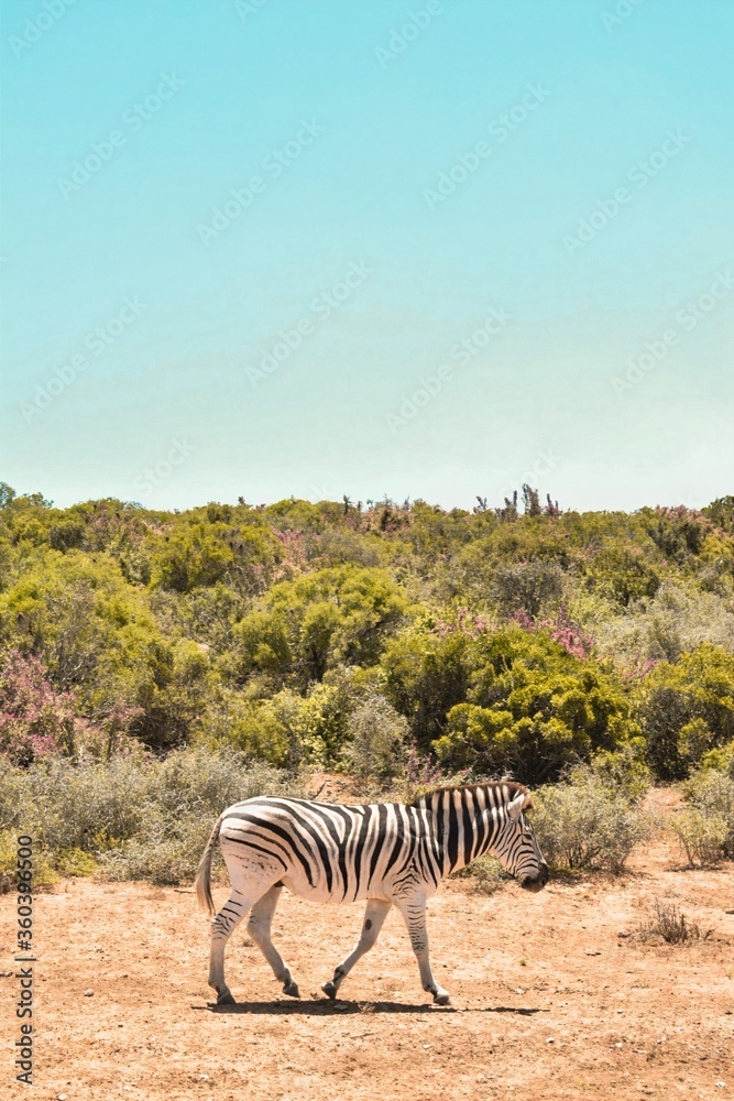 Fototapeta premium Zebra in the wildlife
