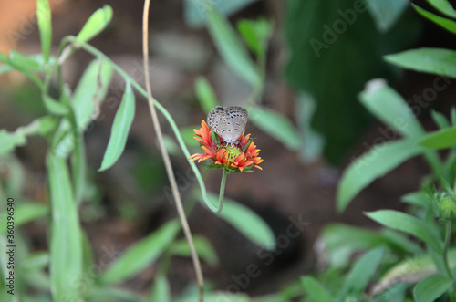 Beautiful Butterfiy On The Flower