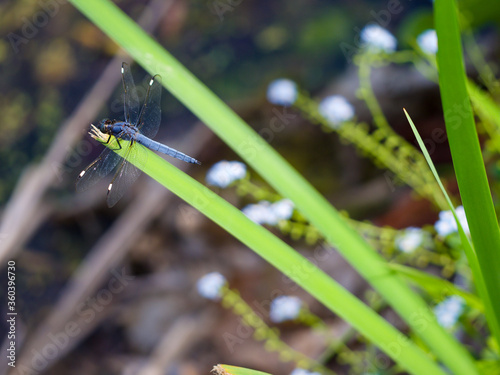 Spangled Skimmer dragonfly on cattail