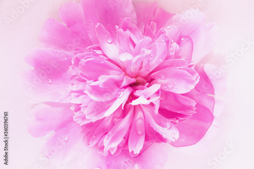 Pink peony flower with water drops close up. Beautiful floral background.