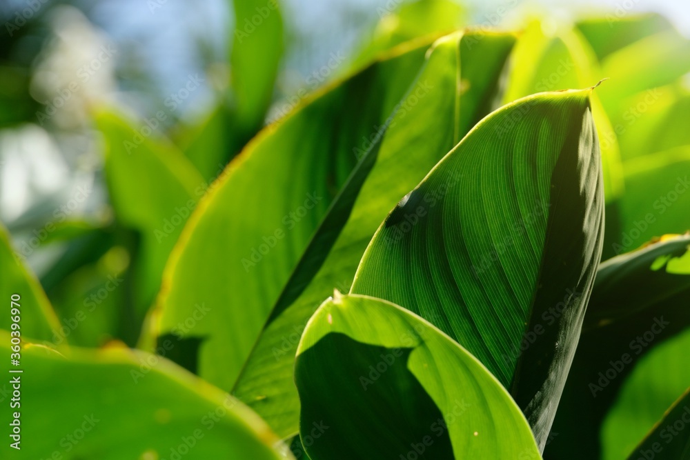 Tropical green leaves in the morning Tropical green leaves in the morning