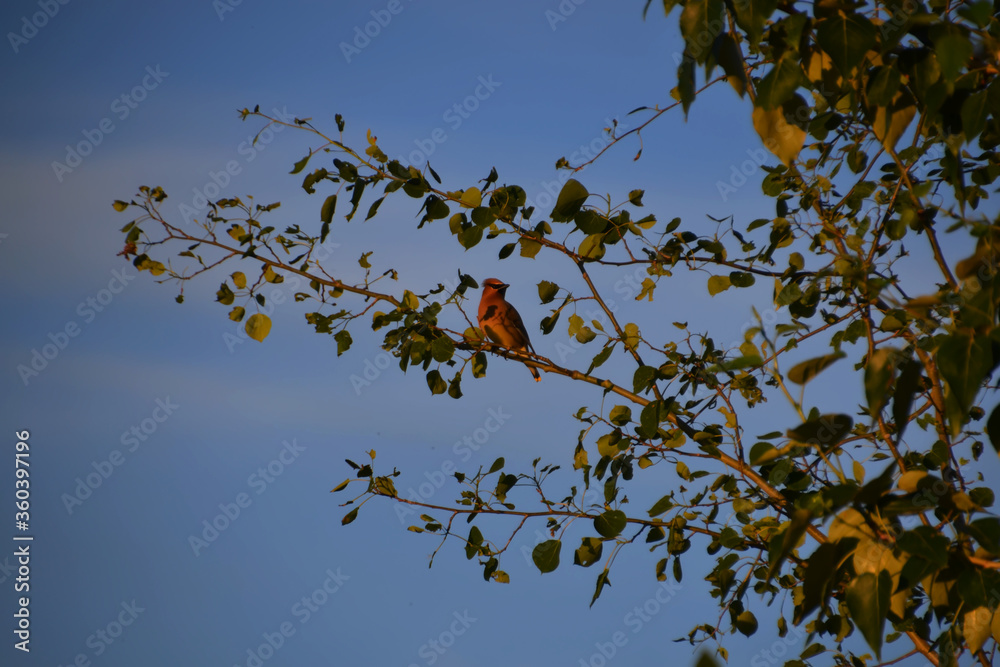 Cedar Waxing in Tree at Sunset Cedar Waxing in Tree at Sunset