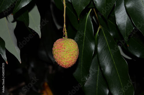 Lichi Fruit In The Black background photo