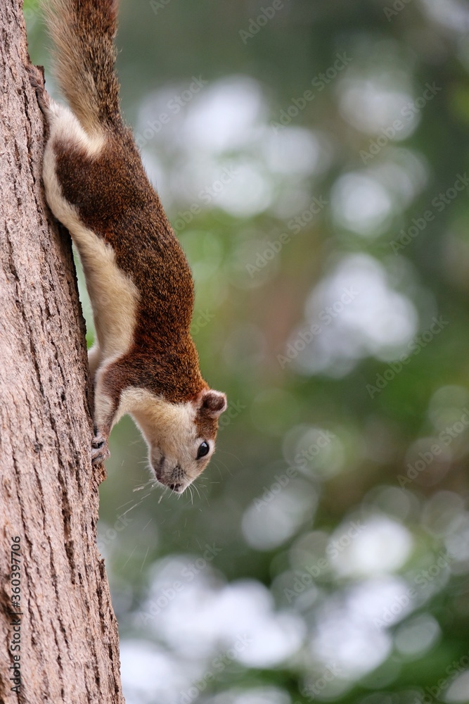 Fototapeta premium squirrel on tree branch