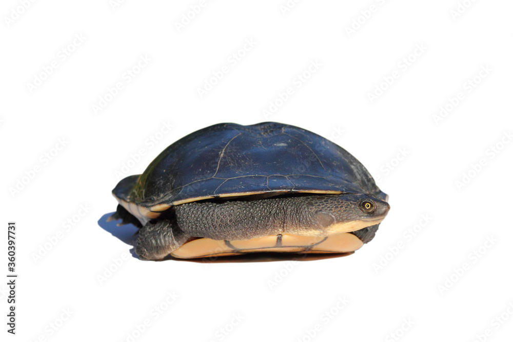 Isolated Australian eastern long-necked turtle (Chelodina longicollis) on white background.