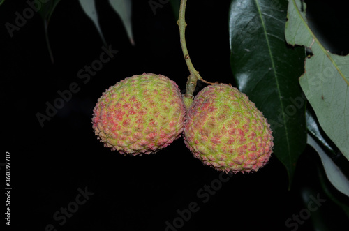 Lichi Fruit Tree In The Black background photo