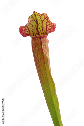 Pitcher plant (sarracenia) isolated on a white background. photo