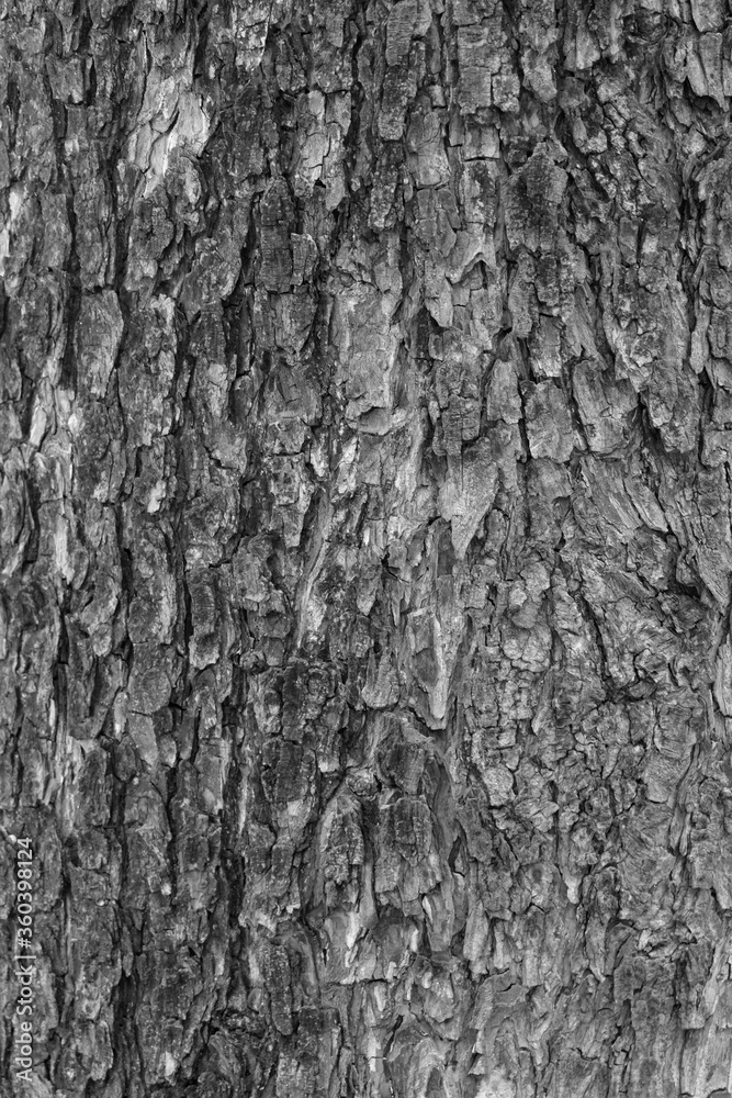 tree bark texture tree bark texture