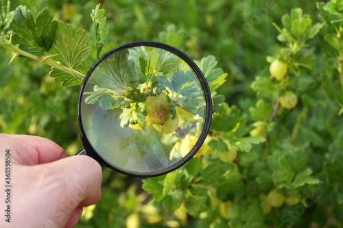 inspection of fruits on a gooseberry bush through a magnifying glass. careful search for damage on the berries