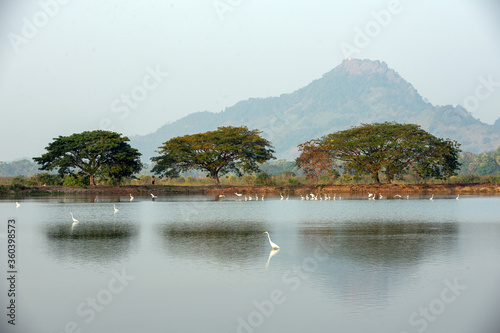 Trees and mountains reflect the water in the rural atmosphere of Asia. There are flocks of egret bird in the water and villagers, picturesque countryside view that looks comfortable and relaxing.