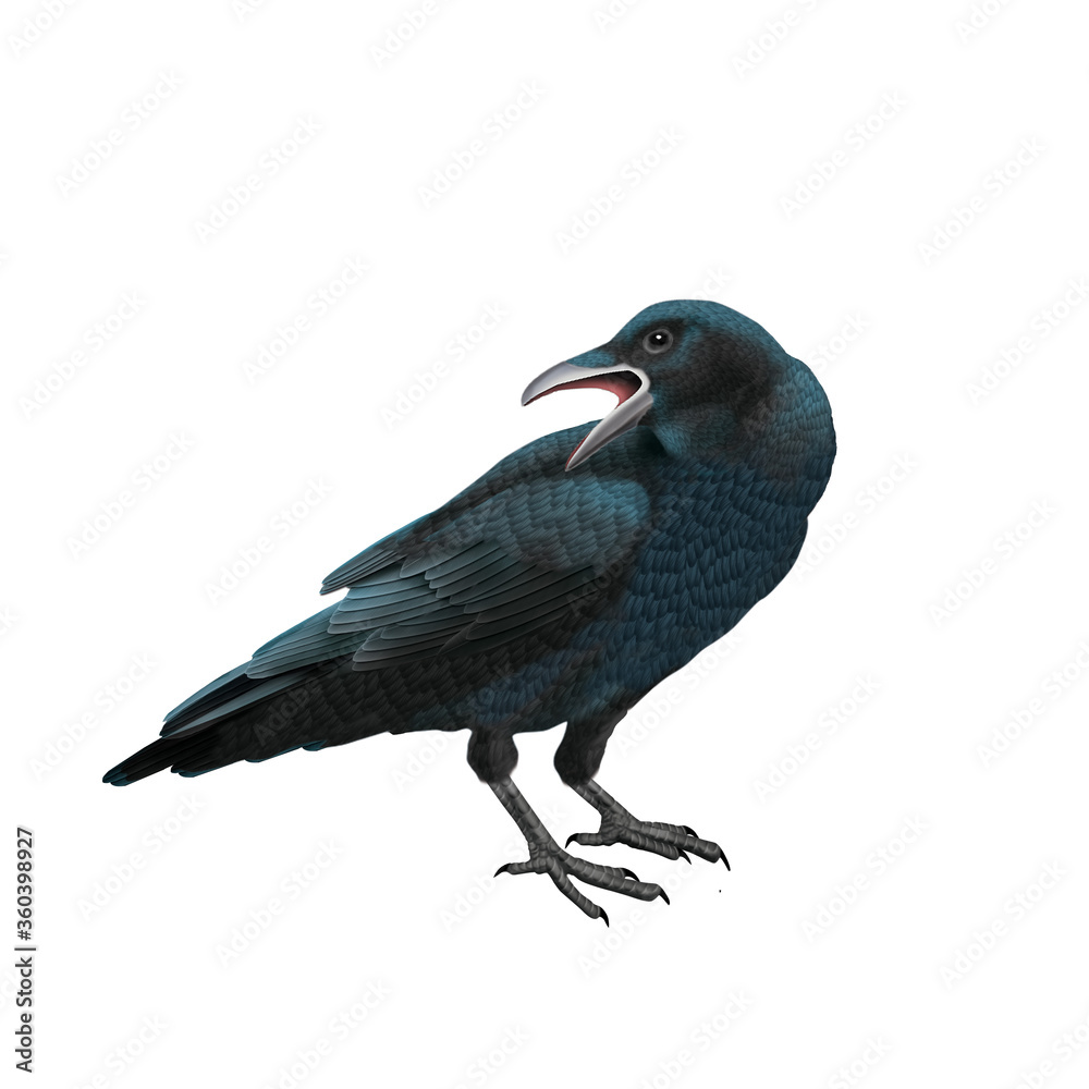 Naklejka premium oiseau, corbeau, animal, isolé, nature, faune, noir, bec, ouvert, empennage, blanc, sauvage, gris, fond blanc, volant, ailes, freux, gazon