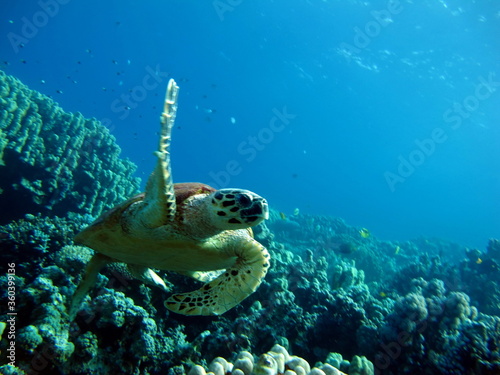 Sea turtles, Great Reef Turtle Bissa.