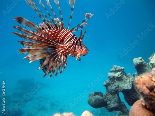 Lionfish Fish - type bone fish Osteichthyes. Scorpaenidae. Winged warrior. Fish zebra. Lionfish, Corphene, Lionfish Warrior, Zebra Fish, 