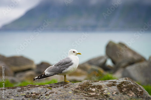 Seagull on sea fjord shore