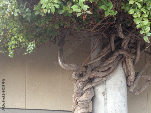 Modern landscaping design background heat tolerant green plants