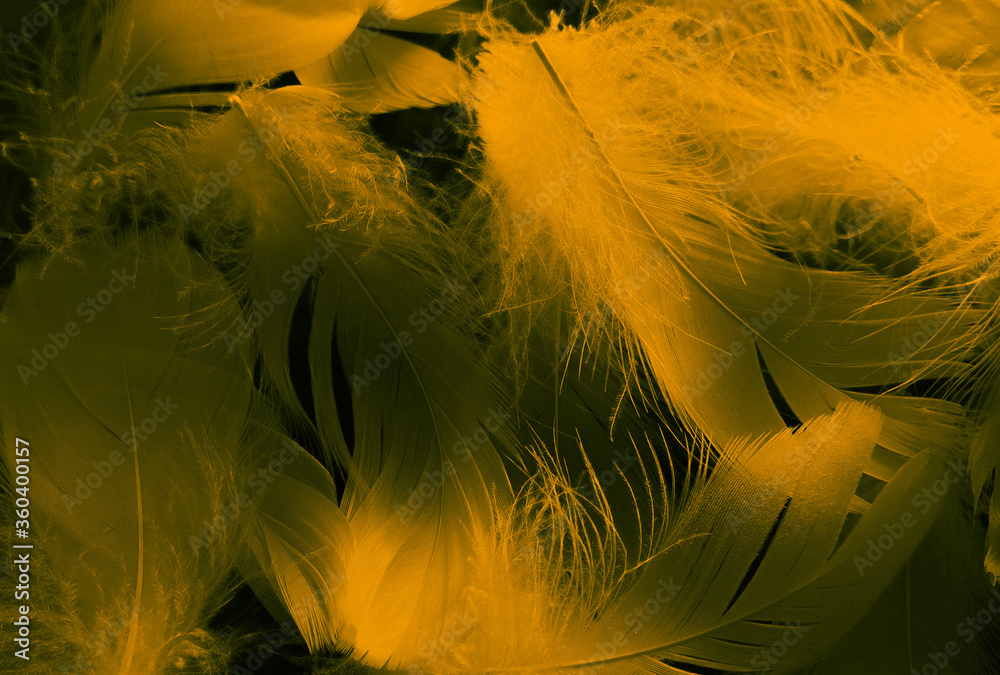 Beautiful abstract white and green feathers on black background and