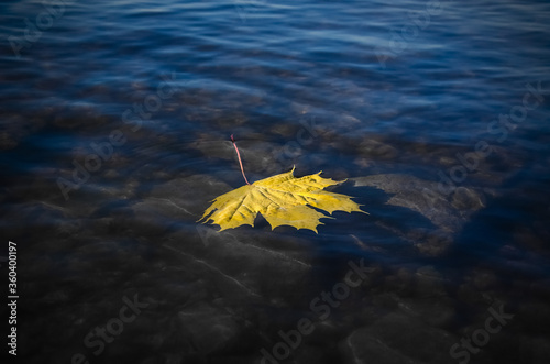 a yellow leaf floats in an autumn lake
