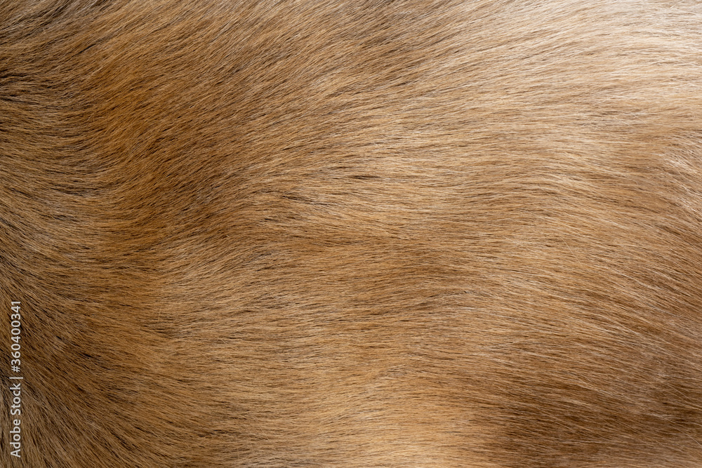 The fur of the reindeer, orange fur and beautiful patterns. Looks gentle and swaying to the touch