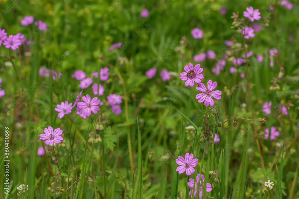Spring flower in the sunny meadow. Beautiful blue flower in the forest. Spring flower in the sunny meadow. Beautiful blue flower in the forest.